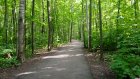 Мэрия о лесе на Западной Поляне: Снос каждого дерева согласовывается