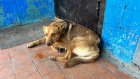 Жительница ГПЗ-24 устроила стрельбу из-за бездомной собаки
