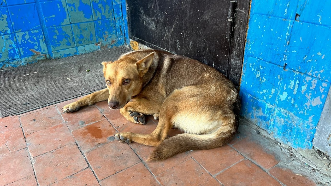Жительница ГПЗ-24 устроила стрельбу из-за бездомной собаки