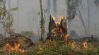 Россиян предупредили о росте смертности из-за лесных пожаров