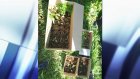 Полицейские нашли урожай конопли на даче у пензенца