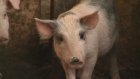 В Пензенской области назначили цену изъятой из-за АЧС свинине