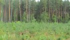 В Пензенской области уничтожили деревья на 3,5 млн рублей