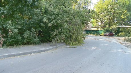 Дорогу к лицею № 55 перегородило упавшее дерево