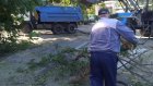 На Ленинградской убрали рухнувшее на тротуар дерево
