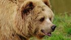 В пензенских лесах поселилось несколько бурых медведей