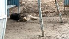 В Пензенской области выявили 21 случай бешенства у животных