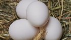 Пензенские статистики проследили, как в этом году менялась цена на яйца