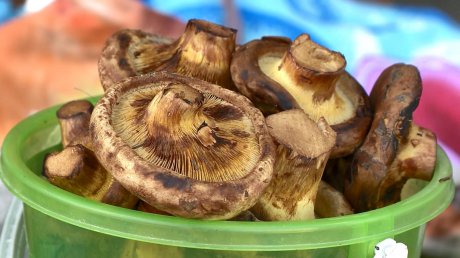 Пензенцы начали спорить по поводу условно съедобных грибов
