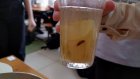 Зареченские школьники выложили в Сеть стакан компота с тараканом