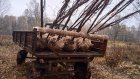В Городищенском районе браконьеры выкопали 107 лип