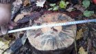 В Пензенской области выявлена еще одна незаконная рубка деревьев