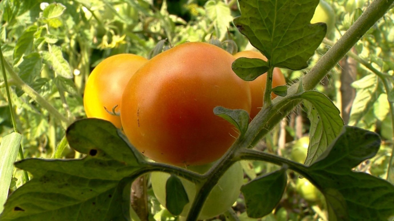 Пензенцам с больными суставами запретили есть помидоры