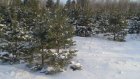 В Пензенской области готовятся пресекать незаконную вырубку елок