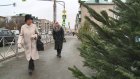 Зареченские продавцы озвучили цену на елку в 2022 году
