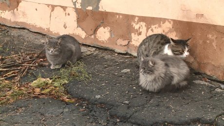 Зато нет крыс: в доме на Кураева кошек живет больше, чем людей