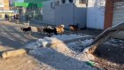 Кузнечане боятся выходить на улицу из-за стай агрессивных собак