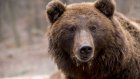 Медведи живут бок о бок с пензенцами уже четыре года