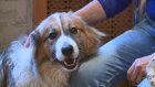Пензенцы назвали новые правила по содержанию собак неисполнимыми