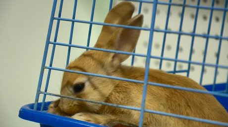 Пензенцы стали чаще покупать кроликов в качестве подарка