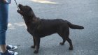 В Пензе собачники натравливают псов на охранника школы