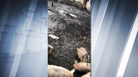 Жители поселка Лунино 20 лет конфликтуют с разводчицей свиней