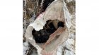 Зоозащитники сообщили об ужасной смерти собак в Пензе и Бессоновке