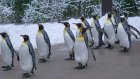 20 января - День осведомленности о пингвинах
