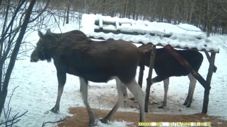 В Пензенской области устроили кормовые точки для диких зверей
