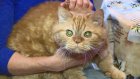 Пензенским кошкам запрещено жить в подвалах домов