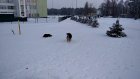 На Шуисте псы бегают за катающимися на лыжах школьниками