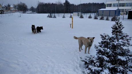 На Шуисте псы бегают за катающимися на лыжах школьниками