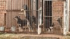 В Госдуме предложили содержать собак в приютах до самой смерти