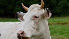 24 февраля - Власьев день, или Коровий праздник
