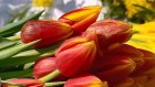 Российские цветоводы избавятся от голландских тюльпанов