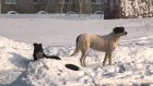 В Пензенской области должны принять правила защиты людей от собак