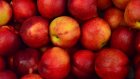 Россиянам объяснили разницу в пользе между яблоками разных цветов