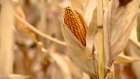 В российской кукурузе образовался рекордный уровень микотоксинов