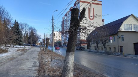 Пензячка: На улице Куйбышева липы и ясени превратили в столбы