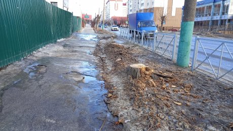 Пензячка: На улице Куйбышева липы и ясени превратили в столбы