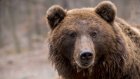 В минлесхозе региона предупредили о выходе медведей из спячки