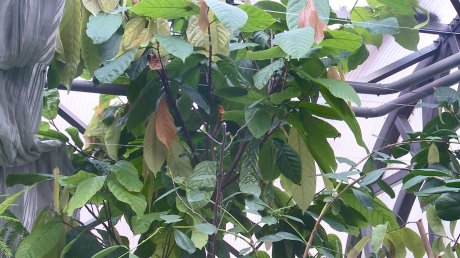 В Пензе зацвело и дало плоды кофейное дерево