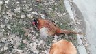 Жителям Пензенской области стали попадаться фазаны на улице