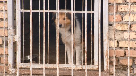 В Пензенской области собакам будут вживлять отслеживаемые чипы
