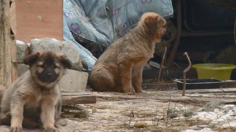 В Пензенской области собакам будут вживлять отслеживаемые чипы