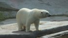 В российском зоопарке из-за инсульта утонула белая медведица