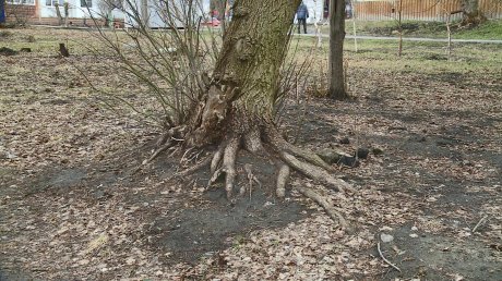 Кого-то пришибет: на 8 Марта старое дерево касается проводов