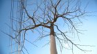 В Первомайском районе побелят полторы тысячи деревьев