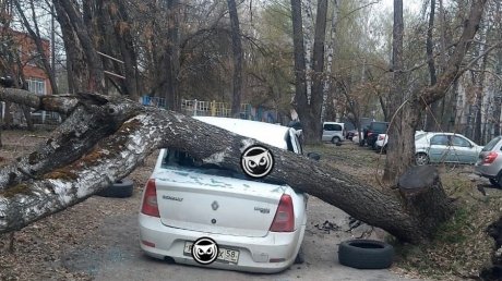 В Пензе старая береза рухнула на стоявший во дворе автомобиль