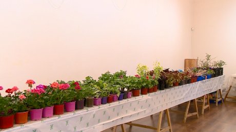 В картинной галерее состоялась традиционная выставка цветов